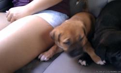 Gotti bloodline pitbull pups great guard dogs already eating dry food