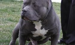 Championship bloodline Bullies. Razors edge and Muglestones. Please visit my website at www.predominantpitbulls.com for more infos and pics. contact anthony 559-999-8041
