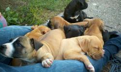cute pitbull pups for sale.razor edge pit and red nose pit.they are great with kids and love to play and cuddle.i have 5 males and 3 females left.call or text -- can send more pics via text or you are more than welcome to come take a look yourself.