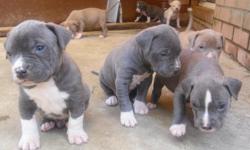 I have 8 beautifull razors edge puppies that were born febuary 26 both parents are adba registered but puppies are not thats why im only asking $400 vs $1000 and up if registered as all other razors edge dogs as worth. I have 4 blue, 2 champaign, 1 solid