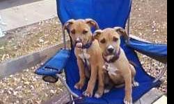 I Have 2 Pitt Bull/ Boxer Mix For Free I Have A Female, And Male, That Needs A Good Home, They Have Been Around People Since They Were 3 Weeks Old, They Are Now 4 Months Old Up 2 Date On Shots, Warmed, Were I Have Moved I Have To Get Rid Of Them Not By