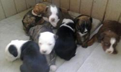 Male and female pit bull pups available for sale.&nbsp; Parents raised in loving home with children and are not aggressive. Daddy (stud male) actually helped with delivery, very gentle and playful dogs. Their&nbsp; are 8 mixture of red-nose and black