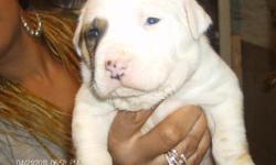 Pit Bull Puppies for Sale (Albino/Bluenose). These puppies are rare and they are absolutely beautiful. We are looking for good homes. These pups come with Shots, Birth Certificates and Puppy Packets - all of this for only $500 each. Not to mention, these
