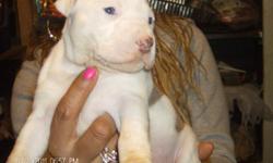 Pit Bull Puppies for Sale ..(albino/bluenose) This breed is hard to find for such a reasonable price. These puppies are people friendly and they also come with Shots, Puppy Packets, and Birth Certificates. We are looking for good homes. They are