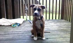 Beautiful friendly puppy needs loving home! Taz already knows to use the bathroom outside and has all his paperwork and up to date with shots! He loves attention and being played with. He comes with large cage puppy chow leashes dog bed and food bowls and