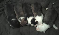 PITTBULL PUPPIES FOR SALE!! $250-$300 OR BEST OFFER!! MIXED WITH RED NOSE AND BLUE NOSE... THEY WERE BORN ON JUNE 6TH 2012.. FOR SERIOUS BUYERS ONLY!!.... PLEASE&nbsp;&nbsp;&nbsp;&nbsp;&nbsp; CALL OR TEXT:#-- OR EMAIL:D_FLEX04YAHOO.COM&nbsp;&nbsp;