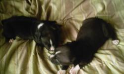 two black male pitbulls razor edge and blue demon. they was born 12/4/2010 and is ready for a loving home.