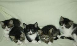 We have 5 kittens that are 6 weeks old needing a good home. Born April 7th.