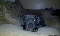 Country Family raised pup. "Lex" is a 7 month old Blue Pit Bull Terrier. He has papers & shots with records, his parents are on site. Lex is one of the last three out if his litter. He's very playful, friendly, great with children & cats. He's in need of