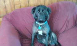 black lab / shepared mix 1 1/2 yrs old female
i rescue dog and find them loving homes
she will come with rabie shots up to date free of worms and pests
she is good with kids all ages even babys good with other dogs not sure about cats
needs a home with
