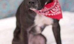 Taffy, a pocket pit bull mix, currently residing at ACCT, 111 W. Hunting Park Ave., Philadelphia, is a very sweet pocket pit bull mix. She is good with other dogs and tested fine with cats. She is gentle, loves to cuddle and gaze at you with her soulful