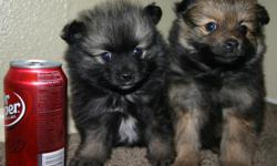 Pocket Pom Pups! ADORABLE!! One male, copper and black ($400) and one lighter teeny tiny female ($450). Beautiful coats! Teddy Bear faces!!! Terrific tempermants!! Very relaxed and laid back. Will be itty bitty! Parents where 4.0 lbs and 3.5 lbs.