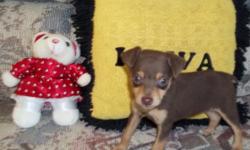 Adorable and very small Pocket Puppy.
Her mother is a Miniature Pinscher / Toy Poodle cross.
Her dad is a small AKC registered Miniature Pinscher.
She has been raised in my home and is the sweetest little girl.
She thinks she is bigger than she is.
She is