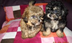 I have two pom-a-poo puppies for sale, one male and one female. They are 11 weeks old CKC registered vet checked first shots and worm med. They should weight around 6 to7 pounds grown.The price is $250 each we don?t ship but willing to drive 80 or so