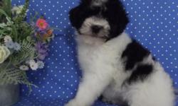 THESE LITTLE DARLINGS HAVE A POODLE MOM AND A POMERANIAN DAD. THEY ARE CUTE AS BUTTONS AND VERY PLAYFUL. I HAVE 1 LITTLE GIRL AND TWO BOYS. THEY HAVE HAD 2 OF THEIR PUPPY SHOTS AND SEVERAL WORMINGS. THEY ARE READY TO GO NOW AND WILL GIVE YOU HOURS OF