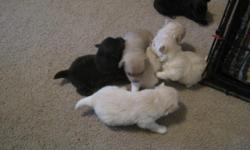 pom puppies .
born Nov.5th
ready for forever home
several to choose from
1 - female
3 males