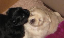 Two Designer Breed Pom Shih Puppies, Male, Shots, Very cute, 9 weeks old () -