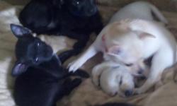 5 puppies for sale. 3 to 8 pounds full grown. Two girls three boys. One longhair. Three black two white