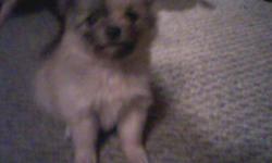 I have 3 pomeraian puppie's ready to go by the 19th of Dec. They do come with paper. and they real cute they are 5 weeks old ready to go by Dec 19th 2012. If there is a price under the pups don't go by that one they arre $300.00.