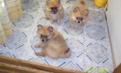 got some real sweet pomerains puppies for sale,they are 8wks. old,2 felmale,1 male,asking 200.00 for the male and 250.00 for the felmales each.i have mother and father,father is white weight 7 lb. mother is redish cream with a little black,weights 9 lb.