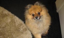 pom female 6 years old she is ex show dog is fix, very sweet about 6 pons. call Bea 865-692-1600