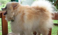 cream color female. 6 years old