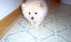 Pomeranian AKC1 Male Cream 10 weeks Mom is cream Dad is almost pure white 1st shots wormed $150 Health Guarantee . 765-894-1648