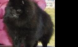 Tiny AKC pomeranian for adoption. Shots and recent teeth cleaning done. Absolutely gorgeous!