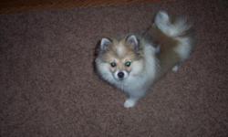 Female Pomeranian Brindle will be a year old December 27th, she is fixed and CKC registered.