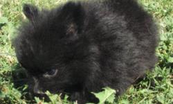 Available is a Pomeranian AKC gorgeous jet black male puppy.
His dew claws have been removed and is current on his vaccinations. He comes with AKC papers. He is now $300, so grab him while he's still available!
To view more pictures of the puppy and see