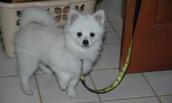 POMERANIAN, AKC, MALE, BORN ON THE 4TH OF JULY, $400; CASH ONLY; &nbsp;THREE PUPPY/PARVO SHOTS HAVE BEEN GIVEN, AND CURRENT WITH WORMING. &nbsp;PLEASE FEEL FREE TO CONTACT MY CELL -- &nbsp;WITH QUESTIONS OR TO VISIT THIS LITTLE GUY. &nbsp;HE APPEARS TO BE