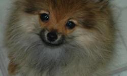 POMERANIAN, AKC, MALE, BORN 9-9-12, &nbsp;$550, &nbsp;CASH ONLY.CURRENT WITH PUPPY SHOTS AND WORMING. &nbsp;PLEASE FEEL FREE TO CONTACT MY CELL WITH QUESTIONS OR TO VISIT THIS LITTLE GUY --.
&nbsp;
COB00000005.