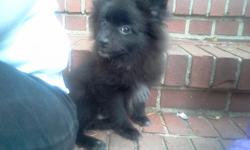 I have one male Pomeranian left. He is registered with American Canine Association. He is about 14 weeks old and 3 lbs. His adult weight will be around 6 lbs. He is tons of fun and full of energy. He has also had his first set of vaccines and worming.