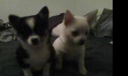they r about 9 wks old . very loving , they r both girls .wanting $25 each