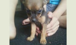 I have 3 gorgous half chihuahua/half pomeranian pups. they are all smoothcoats. 1M and 2F. One is black and tan the others are fawn. 334-614-9502