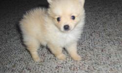 ckc reg, female pomeranian puppies, first shots and dewormed, parents on the premises, $400ea, 205-661-9050