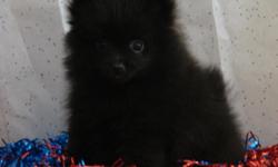 I have a tiny toy Pomeranian female for sale for $350 she is very small tiny toy size weighs just at 1 pound at ten weeks current shots,and prevention,ckc registered,and health guarantee. would make a great family pet. she is already the life of the