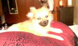 Beautiful APRI registered pomeranian puppy. 3 month old male. Up to date on shots and very healthy!!