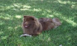 I have a one year old brown pomeranian for sale. He is a gorgeous dog and the last of his litter. I have the momma and daddy on sight. They are slightly smaller than he is.