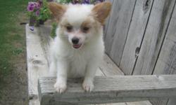 Pomeranian Chihuahua mix Puppies. females cream resembles more chihuahua $ 150.00 should be aprox. 6-10 lbs full grown. others resemble more pomeranian white/brown, white/tan. males and females. they should be much smaller. $250.00- $300.00 current