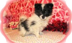 This baby boy is adorable. He is a Pomeranian and Chihuahua mix. He is very smart and loves to learn tricks. He would love to be your Valentine.He is micro chipped.He comes with his first series of shots, wormings and a Vet Health Certificate. He also