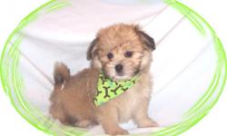 this baby boy is a sweetie. He is a Pomeranian and Shih Tzu mix. He has been raised with children and loves to play. He is ready for a new family to love.
He is micro chipped. He comes with his first series of shots, wormings and a Vet Health Certificate.