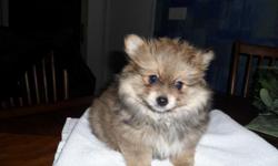 Pomeranian mixed puppy
daddy is a chocolate Pomeranian
mommie is a white peeapoo
puppy is 9 weeks old
born on 06Oct2010
James and Mary Nunn
4009 Scenic Valley Rd.
Floyds Knobs, In
901 759 1300 or>901 759 1300
