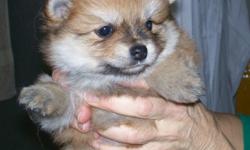 Beautiful very furry POM PUPS. One red male. One White female 295.00 Call Abigail 541-660-8850