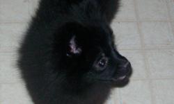 I have 2 pomeranian female puppies for sale. Both parents are AKC. These little girls have had there second se of puppy shots. They were dewormed at 6 weeks. DOB is 5/18/2011. These little girls are very affectionate and loved to be held. They are raised