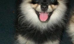 I have 2 males and 6 female pomeranian puppies for sale. I have 2 that are going to be on the small side they are $350.00 the other puppies are $300.00. I have 2 black females, 1 black male, I have a red sable girl, a wolf sable girl. I also have a black