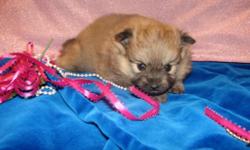 pomeranian puppies wolf-sable and cream male have had first shots please call (318)707-2693 for more information and to reserve one.