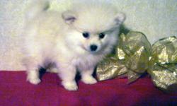 CKC registered Pomeranian Puppies. &nbsp;Male cream-white coat, female wolf sable coat. Born 10/09/12 have had current shots and prevenative care, &nbsp;Health is Guaranteed. Sweet, fluffy, Playful, Lap-babies. &nbsp;Please call or text (561)992-1071 for