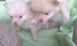 Ckc registered. Two beautiful blonde males, ready for new homes. First shots and wormings. Located in York SC. 561-686-4246