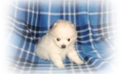 We have beautiful CKC reg pomeranian puppies that need a good home. They are super cute little teddy bears. White, cream, black & tan or sable. They are family raised in our home around children and other animals. Very well socialized. All puppies are or